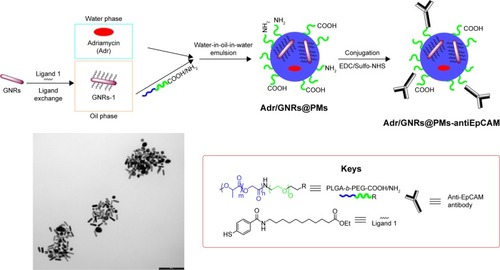 Scheme 1 Representative procedure for the synthesis of Adr/GNRs@PMs-antiEpCAM and TEM image of the final nanosystem.Abbreviations: EDC, 1-ethyl-3-(3-dimethylaminopropyl) carbodiimide; EpCAM, epithelial cell adhesion molecule; GNR, gold nanorod; NHS, N-hydroxysulfosuccinimide sodium; PM, polymeric nanomicelles; TEM, transmission electron microscopy.