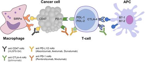 Figure 2 Checkpoint inhibitors (anti-CD47, anti-PDL1/2, antiCTLA4, and anti-PD1) disrupt interaction between inhibitory receptors and their ligands and thus activate antitumor immunity.