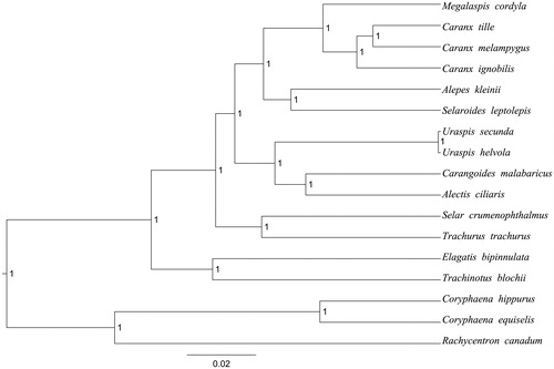 Figure 1. The Bayesian inference phylogenetic tree for Carangiformes based on mitochondrial PCGs and rRNAs concatenated dataset. The gene’s accession numbers for tree construction are listed as follows: Elagatis bipinnulata (KT824759), Uraspis helvola (KM978993), Uraspis secunda (KT819204), Megalaspis cordyla (KM522836), Alepes kleinii (KF728081), Carangoides malabaricus (KJ174514), Selaroides leptolepis (KM522839), Trachurus trachurus (AB108498), Trachinotus blochii (KJ184305), Caranx ignobilis (KF649842), Caranx melampygus (KF649843), Caranx tille (KT805946), Alectis ciliaris (KM522837), Selar crumenophthalmus (KJ148633), Rachycentron canadum (FJ154956).