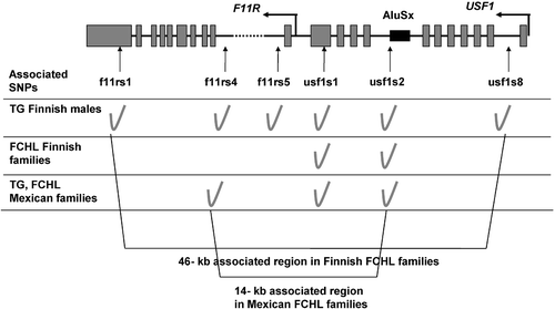 Figure 1. Overview of the associatedUSF1 region in Finnish and Mexican familial combined hyperlipidemia (FCHL) families. The associated region was restricted by ∼70% (from 46 kb to 14 kb) using two different populations, the Finns and Mexicans Citation17,Citation26. The rs numbers of the single nucleotide polymorphisms (SNPs) are as follows: f11rs1 (rs836), f11rs4 (hCV1459766), f11rs5 (rs4339888), usf1s1 (rs3737787), usf1s2 (rs2073658), usf1s8 (rs2516838).