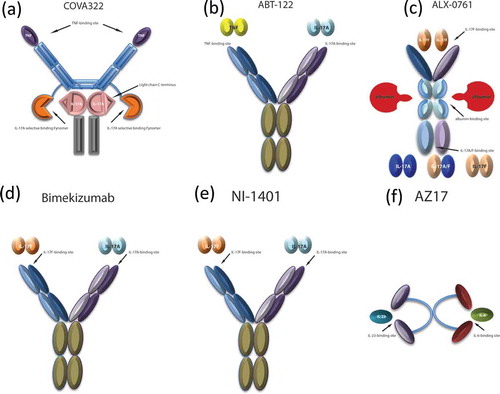 Figure 1. Bispecific therapeutic agents in development for the treatment of psoriasis. (a) COVA322, constituted by a high-affinity IL-17A selective binding Fynomer fused to the C-terminal light chain of the already-marketed fully human anti-TNF-α antibody, adalimumab, maintaining TNF-α binding actvity. (b) ABT-122, a dual variable domain immunoglobulin targeting both TNF-α and IL-17. (c) ALX-0761, a trivalent anti-IL-17A/F nanobody, consisting of an N-terminal IL-17F specific moiety, a C terminal moiety that binds both IL-17A and IL-17F, and a central portion binding albumin. (d) Bimekizumab, a humanized monoclonal antibody inhibiting both IL-17A and IL-17F. (e) NI-1401, a fully human monoclonal antibody neutralizing both IL-17A and IL-17F. (f) AZ17, consisting of two single-chain Fragment variables (scFvs), each one binding IL6 or IL23, and linked by a polyethylene glycol (PEG) moiety.
