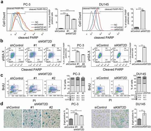 Figure 3. ROS-mediated DNA damage induced PCa cell apoptosis and senescence. (a) Cell apoptosis was evaluated with flow cytometry using PE anti-cleaved PARP in PC-3 and DU145 cells. *** P < 0.001, compared with that of control cells. (b) Representative FACS analysis of cleaved PARP and γH2A.X double positive cells in PC-3 and DU145 cells. *** P < 0.001, compared with that of control cells. (c) Cell cycle analysis of the PC-3 and DU145 cells using BrdU incorporation. Quadrangular gates represent cell cycle stages of G1/G0, S and G2/M. *** P < 0.001, compared with that of control cells. (d) Representative images of SA-β-Galactosidase staining (blue-green) of PC-3 and DU145 cells. All values are means ± SD. Data are representative of three independent experiments