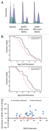 Figure 6 G0/G1 delay is not sufficient to increase lifespan. (A) Flow cytometry profiles bud22Δ and rps0bΔ log phase cells. Cells deleted for BUD22 were found to be the slowest growing of our 50 randomly selected strains while small ribosomal subunits have been previously published as not long lived,Citation25 and rps0b was chosen as a sample mutant. Higher values on the x-axis indicate increased fluorescence. (B) Replicative lifespan data of bud22Δ and rps0bΔ. The number of mother cells is shown in (), mean lifespan in []. (C) Comparison between G0/G1 delay and life span among translation-related long-lived mutants (filled diamonds) and the remaining long-lived mutants with no clear role in mRNA translation (open triangles).