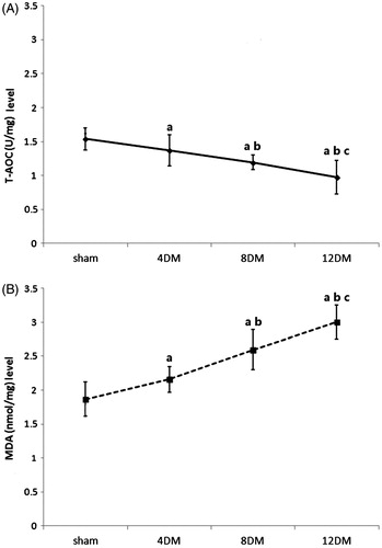 Figure 3. Renal tissues T-AOC (A) and MDA (B) levels in the different treatment groups. Values (mean ± SD) were obtained for each group of eight animals. ap < 0.05 compared to the values of normal rats (sham). bp, cp < 0.05 compared to the values of diabetic rats after 4 weeks and 8 weeks (4DM, 8DM), respectively.