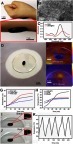 Figure 2 The characterization and heating performance of the eye patch. (A) The Sticky effect of eye patch on human skin. (B) Scanning electron micrograph diagram of GNRs @ Pd. (C) Ultraviolet absorption spectrum of GNR, GNRs @ Pd. (D) An experimental picture of the eye patch under light-illuminating. (E, F) Infrared temperature profile before and after illumination. (G) The temperature rise diagram of the eye patch under different color light illumination. (H) The temperature rise diagram of the eye patch made of GNRs @ Pd, gold nanorods, or gold nanoparticles. (I, J) After the temperature-sensitive ink was implanted, the color change map of the multi-functional eye patch before and after illumination. (K) Temperature elevation of the eye patch over five irradiation cycles.Abbreviation: GNRs @ Pd, gold nanorods @ palladium.