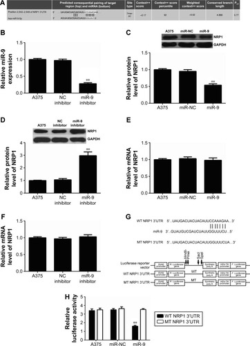 Figure 3 (A) TargetScan software showed a perfect base pairing between the 3′UTR of NRP1 mRNA and the seed sequence of miR-9. (B) Real-time PCR was used to examine the miR-9 level in A375 cells transfected with negative control (NC) inhibitor or miR-9 inhibitor. Nontransfected A375 cells were used as control group. (C–F) Western blot assay and real-time PCR were used to examine the protein and mRNA level of NRP1 in A375 cells transfected with scramble miR mimic (miR-NC), miR-9 mimic, NC inhibitor, or miR-9 inhibitor. Nontransfected A375 cells were used as control group. (G) The wild type (WT) or mutant type (MT) of NRP1 3′UTR was subcloned into the luciferase reporter vector. (H) Luciferase reporter assay data indicated that cotransfection with WT-NRP1 3′UTR reporter plasmid and miR-9 mimic caused a significant decrease in the luciferase activity; however, cotransfection with MT-NRP1 3′UTR reporter plasmid and miR-9 mimic did not affect the luciferase activity when compared to the control group. **P<0.01 vs A375.