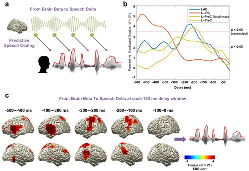 Figure 4. Beta rhythms and the prediction of upcoming speech. (a) A schematic figure for directed causal analysis: TE from brain beta power to speech delta phase (negative delays between speech-brain). TE computation was performed for each condition (forward played and backward played) at each voxel from 20 to 500 ms in 20 ms steps and compared statistically between conditions. Green line represents beta rhythm in the brain and each circle represents a certain point in time. (b) TE values are averaged within each ROI from the AAL atlas and compared statistically between conditions. T-values are shown in each ROI: left primary auditory cortex (Heschl gyrus) (blue line), left IFG (orange line), and left precentral gyrus (both at local maximum coordinate (yellow line) and whole precentral gyrus ROI (light green line)). Statistical significance was shown with two red lines depicting t-values by paired t-test (upper red line: t21 = 3.53, p < 0.05, corrected; bottom red line: t21 = 2.08, p < 0.05, uncorrected). Left-lateralised predictions by beta power were observed (see Supplementary Figure 2). (c) Statistical contrast maps of averaged across 100 ms windows show that intelligibility-dependent prediction first engages left inferior frontal gyrus about 300–500 ms prior to the speech followed by left precentral gyrus and left primary auditory area 200–300 ms prior to the speech (p < 0.05, FDR-corrected).