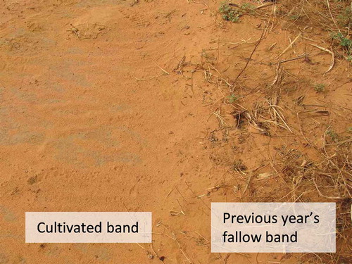Figure 12 The ground surface at the boundary between the cultivated band and the previous year’s fallow band (the gray area in the cultivated band is where the crust has been exposed).