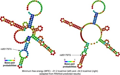 Figure 2 In silico analysis of potential functional rs851797 variant. The predicted secondary structure of the EXO1 mRNA. The secondary structures of the EXO1 3′-UTR were predicted by inputting two 201-nt long DNA sequences centering rs851797 into RNAfold, with either the A (left) or G (right) allele. The figures and the values of minimum free energy were generated by RNAfold (http://rna.tbi.univie.ac.at).