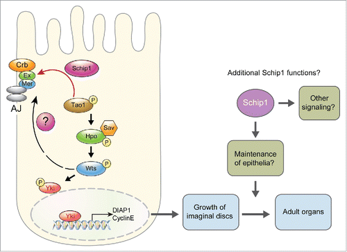 Figure 1. A model for Schip1 function in Hippo signaling in Drosophila. Crb, Ex and Mer are associated with apical cell membrane. Ex directly recruits Schip1, and Schip1 interacts with Tao-1 to facilitate Hpo phosphorylation.Citation4 Mer acts upstream to Hpo but can also recruit Wts.Citation7 Schip1 binds to Mer, but it is unknown whether it affects Mer-Wts interaction. Schip1 may also be required for cell survival after larval growth (see text for details). AJ: Adherens Junction.