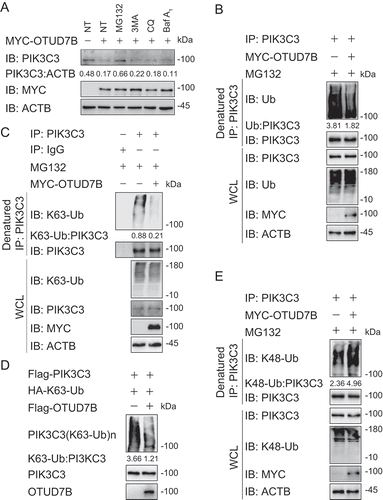 Figure 7. OTUD7B modifies the K63-K48 type ubiquitination transition of PIK3C3. (a) Immunoassay of extracts of HEK293 T cells transfected with plasmids for MYC-tagged EV or OTUD7B, and then treated with dimethyl sulfoxide (DMSO; vehicle), MG132 (10 μM), 3 MA (10 mM), CQ (50 μM) or Baf A1 (0.2 μM) for 6 h. (b) Immunoassay of extracts of HEK293 T cells transfected with plasmids encoding MYC-tagged EV or OTUD7B and then treated with MG132 for 6 h, followed by denatured IP with anti-PIK3C3 and immunoblot analysis with anti-Ub. (c) Immunoassay of extracts of HEK293 T cells transfected with plasmids encoding MYC-tagged EV or OTUD7B and then treated with MG132 for 6 h, followed by denatured IP with anti-PIK3C3 and immunoblot analysis with anti-K63-Ub. (d) Purified ubiquitinated PIK3C3 was incubated with immunopurified Flag-OTUD7B in vitro in deubiquitinating buffer. The immunoblot was detected with anti-HA. (e) Immunoassay of extracts of HEK293 T cells transfected with plasmids encoding MYC-tagged EV or OTUD7B and then treated with MG132 for 6 h, followed by denatured IP with anti-PIK3C3 and immunoblot analysis with anti-K48-Ub. Data are representative of three independent biological experiments