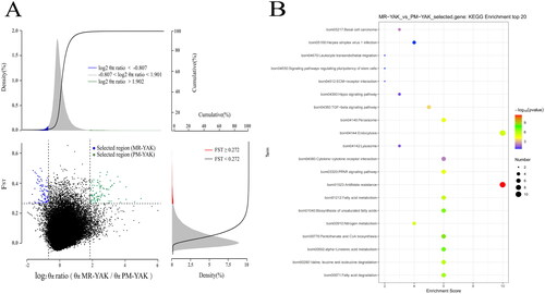 Figure 3. Enrichment analysis results. (A) Select signal analysis. Based on θπ ratio and Fst analysis to take the intersection for selection signal analysis. The horizontal coordinate is the ratio of θπ (MR/PM) and the vertical coordinate is the Fst value, which corresponds to the frequency distribution plots on the top and on the right, respectively, and the dot plots in the centre represent the corresponding Fst and θπ ratios within different windows. The top blue and green regions are the regions selected by θπ, the red regions are the regions selected by Fst, and the Middle blue and green regions are the intersection of Fst and θπ, i.e., the candidate regions. The blue dots are candidate areas for MR and the green dots are candidate areas for PM yaks. (B) KEGG enrichment analysis of genes in selected regions(the area of green dots in Figure 3(A)).