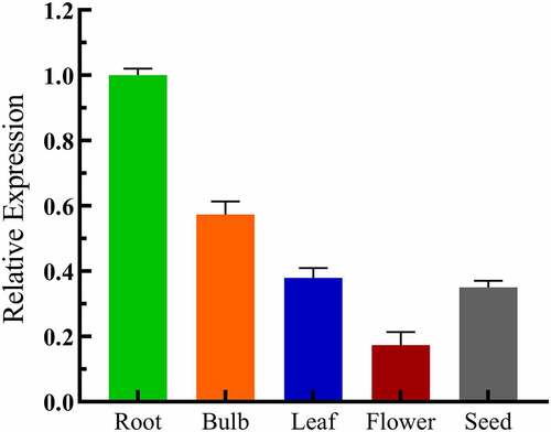 Figure 4. Real-time quantitative PCR analysis of the expression levels of LpCPC genes in different organs in Lilium pumilum. cDNA was obtained from the roots, stems, leaves, flowers, and seeds of Lilium pumilum, and the expression levels of LpCPC were detected by Real-time Quantitative PCR.