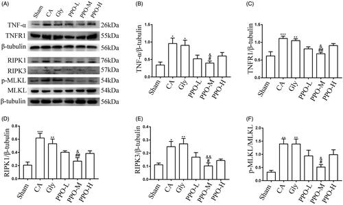 Figure 6. Effect of PPO on the necroptosis signalling pathway. (A) Western blot for necroptosis proteins, including TNF-α, TNFR1, RIPK1/3 and p-MLKL/MLKL. (B–F) Quantification of the western blot protein bands. All data are presented as the mean ± SEM. *p < 0.05, **p < 0.01, and ***p < 0.001 vs. sham; #p < 0.05 and ##p < 0.01 vs. CA; &p < 0.05 and &&p < 0.01 vs. Gly. PPO: pomelo [Citrus maxima (Burm.) Merr. cv. Shatian Yu] peel oil; TNF-α: tumour necrosis factor-α; TNFR1: tumour necrosis factor receptor 1; RIPK1/3: receptor-interacting serine/threonine kinase 1/3; MLKL: mixed lineage kinase domain-like protein; p-MLKL: phosphorylated mixed lineage kinase domain-like protein; SEM: standard error of the mean; sham: sham-operated group; CA: cardiac arrest/0.9% saline group; Gly: 10% glycerol group.