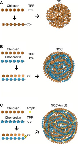 Figure 1 Preparation of nanoparticles. Diagram demonstrating the modeling of the nanoparticles: (A) NQ, formulated by PEC using Cs and TPP; (B) NQC, formulated by PEC using Cs, ChS, and TPP; and (C) NQC-AmpB, formulated by PEC using Cs, ChS, TPP, and AmpB.Abbreviations: AmpB, amphotericin B; Cs, chitosan; ChS, chondroitin sulfate; NQ, chitosan nanoparticle; NQC, chitosan-chondroitin sulfate nanoparticle; NQC-AmpB, amphotericin B-chitosan-chondroitin sulfate nanoparticle; PEC, polyelectrolyte complexation; TPP, sodium triphosphate.