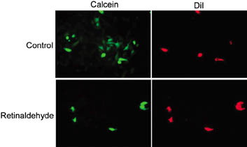 VI CELL COMMUNICATION & ADHESION VOLUME 11, NUMBER 1. COLOR PLATE VI. See S. Pulukuri and A. Sitaramayya, Figure 2.