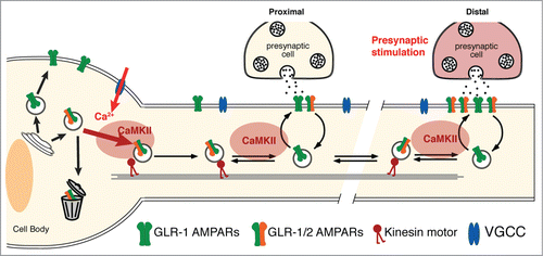 Figure 1. CaMKII and neuronal activity regulate transport, delivery and removal of synaptic AMPARs. Presynaptic glutamate release depolarizes the postsynaptic cell, opening VGCCs and activating CaMKII. This signaling promotes the loading of AMPARs onto kinesin-1 motors at both the cell body and at synapses. Thus, CaMKII is required for the export of AMPARs from the cell body, the delivery of receptors to synapses and the removal of synaptic AMPARs.
