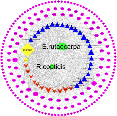 Figure 2 C-T network of ZJW. Pink ellipse represents genes. The blue triangle, red v and yellow diamond stand for compounds ZJW. The green diamond stand for E. rutaecarpa and R. coptidis.