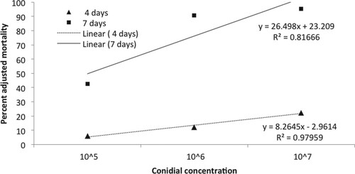 Figure 2. Effect of C. javanica spore concentrations on mortality of second instar B. tabaci nymphs after 4 and 7 days of treatment.