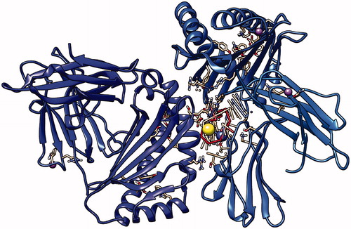 Figure 16. Fourth peptide GRGKMLLFSGRRLWR docking with HLA-A*0201, showing the position with the least energy exposure (−7.8). Blue color indicates MHC protein, while white and red color represents the binding peptide. The docking was done using AutoDock Vina and visualized using Chimera version.1.14.