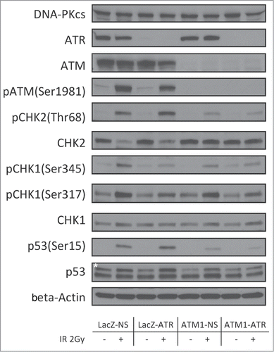 Figure 3. Regulation of checkpoint signaling at 2 hr following 2Gy of IR in wild-type HME-CCs and HME-CCs deficient in ATM, ATR or both. Whole cell extract was used for protein gel blot. "*" corresponds to the actual p53 band.