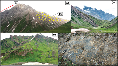 Figure 9. Different folded structures observed on the Greater Himalayan side of the basin. (a) represent the large primary folded (F1) with superimposed secondary folded structures, (b) large scale folded limbs formed of alternating beds of Triassic limestone, Phyllites, Siltstone etc., (c) Intensively folded rock formations branching as Y shaped folded, and (d) small scale folds formed in phyletic rocks consisting small quartz veins representing folding at microscopic level.