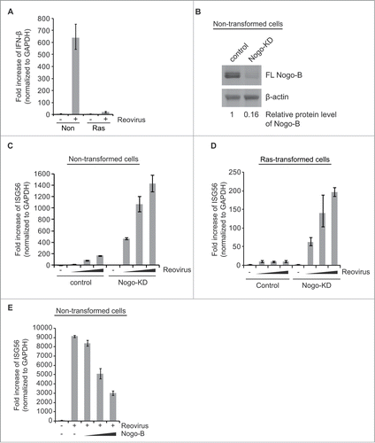 Figure 2. Nogo-(B) suppresses virus-induced interferon response. (A) Induction of IFN-β response of non-transformed and Ras-transformed NIH-3T3 cells was compared upon reovirus infection. (B) The efficient knockdown of Nogo gene was confirmed by western blot analysis. eGFP shRNA was used as a negative control. Relative protein levels (normalized to β-actin) were compared using ImageJ software (National Institutes of Health, Bethesda, Maryland, USA). (C and D) Effect of Nogo knockdown (KD) on reovirus-induced IFN response was analyzed in non-transformed (C) and Ras-transformed cells (D). Cells were infected with increasing reovirus doses (MOI of 200, 300, 400 based on their titers in L929 cells). (E) Non-transformed cells were transiently transfected 24 hr before viral infection with increasing amounts (0, 3, 6, 9 μg) of mouse Nogo-B expression plasmids. mRNAs were isolated at 24 hr post-infection and subjected to real-time q-PCR. Fold induction of IFN-β or ISG56 was normalized to GAPDH. eGFP shRNA was used as a negative control. Data are presented as mean values with error bars showing the standard deviations.