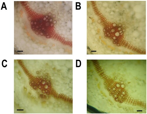 Figure 5. Effect of B. subtilis IAGS174 on lignin deposition in stems of tomato plants after F. oxysporum inoculation. Lignin deposition was seen after staining with standard HCL-phloroglucinol method. A = Plants receiving B. subtilis IAGS174 followed by FoL inoculation; B = Plants receiving FoL alone; C = Plants receiving B. subtilis IAGS174 alone; D = Un-treated control plants. Scale bar shows 100 µm.