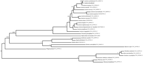 Figure 1. ML phylogenetic tree inferred from 29 chloroplast genome sequences of Dipsacales. Numbers at each node indicate bootstrap values.
