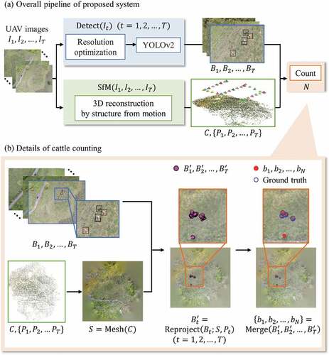 Figure 4. Flowchart of cattle detection and counting system. A series of UAV images are fed to cattle detection and 3D surface reconstruction of the pasture. Then, we merge the per-frame detection results guided by the 3D surface to obtain correct counting of the targets.