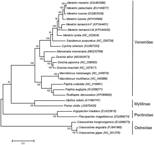 Figure 1. Phylogenetic tree of the 25 Bivalvia species based on the sequence of 12 protein-coding genes. The tree was reconstructed with the Maximum-Likelihood (ML) criteria using MEGA v.6 (Tamura et al. Citation2013). Bootstrap values (1000 replications) greater than 70% are shown at the branch nodes.