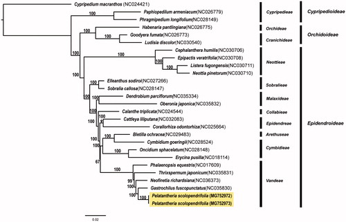 Figure 1. Maximum likelihood tree of Pelatantheria scolopendrifolia (two accessions) and 25 representative species in the family Orchidaceae. The bootstrap support values >50% are shown above the branches.