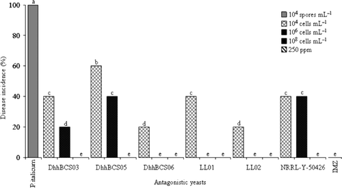 Figure 2. Incidence of Penicillium italicum in Mexican lime fruit inoculated with three concentrations of antagonistic yeasts. Strains of Debaryomyces hansenii used were: DhhBCS03, DhhBCS05, DhhBCS06, LL01, LL02, and P. guilliermondii NRRL-Y-50426. The fungicide imazalil (IMZ) was applied at 250 ppm. Fruit were stored at 25°C and 80% RH for 21 days. Columns with the same letter are not significantly different (LSD, P < 0.05). Figura 2. Incidencia de la pudrición ocasionada por Penicillium italicum en limón mexicano inoculado con tres dosis de levaduras antagónicas. Las cepas utilizadas de Debaryomyces hansenii fueron DhhBCS03, DhhBCS05, DhhBCS06, LL01, LL02, y de P. guilliermondii NRRL-Y-50426. El fungicida imazalil (IMZ) fue aplicado a 250 ppm. Los frutos fueron almacenados a 25°C y 80% de HR durante 21 días. Columnas con la misma letra no son significativamente diferentes (LSD, P < 0,05).