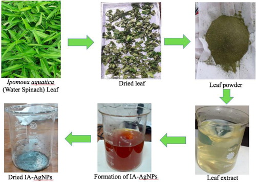 Figure 1. Layout diagram for the preparation of AgNPs using Ipomoea aquatica (IA) leaf extract.