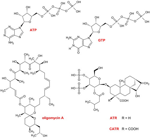 Figure 1. Chemical formulas. ATP: adenosine triphosphate, a transportable substrate of ADP/ATP carrier (AAC) and a phosphate donor, e.g., for mitochondrial nucleoside diphosphate kinase (mtNDPK). GTP: guanosine triphosphate, a 'diagnostic' inhibitor of uncoupling protein (UCP); guanosine diphosphate (GDP) possesses two phosphate groups and is a rather 'ambiguous' physiological blocker of UCP but can be an acceptor of a single phosphate from the mtNDPK phosphoenzyme intermediate. ATR: atractyloside, the stereo-isomer epi-ATR has an equatorial carboxyl group similar to CATR, carboxyatractyloside, with two COOH groups located at C-4′ of the ent-kaurane framework, and these molecules are classic inhibitors of AAC. Oligomycin A: an inhibitor of FOF1-ATP synthase. The figure was created by the author with ChemSketch.