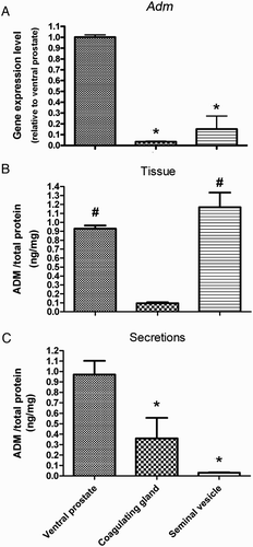 Figure 1.  ADM gene expression and peptide level in male accessory sex glands. Gene expression level of ADM (A) and ADM peptide levels in the secretion (C) were highest in ventral prostate. Tissue, while little was secreted out ADM peptide was highest in seminal vesicle (B) among all the glands, while little was secreted out (C). ADM: adrenomedullin; *P < 0.01, vs. ventral prostate, #P < 0.01, vs. coagulating glands, Kruskal Wallis test; data presented as Mean ±SEM; N = 8 for tissue, N = 5 for the secretion