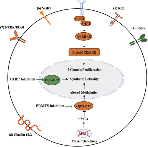 Figure 3. Summary of selected current and future therapeutic targets located on the tumor cell in PDAC. Therapeutic targets under investigation or with disease-agnostic approval are colored orange while those with FDA approval for PDAC are colored green (PARP inhibitor – olaparib, EGRF inhibitor – erlotinib). Multiple target therapy modalities are under investigation KRAS (Kirsten rat sarcoma virus) including allele-specific and pan/all KRAS enzyme inhibitors, vaccines, and small interfering RNA, as are therapies targeting the upstream (SOS1, SHP2) and downstream (RAF/MEK/ERK) signaling proteins of KRAS. In PDAC cells with methylthioadenosine phosphorylase (MTAP) deficiency, the accumulation of methylthioadenosine (MTA) causes endogenous inhibition of protein arginine methyltransferases 5 (PRMT5), a protein central to histone and non-histone methylation. Targeted inhibition of PRMT5 in MTAP-deficient PDAC may induce synthetic lethality. Poly-ADP-ribose polymerase (PARP) inhibition also induces synthetic lethality through impaired detection and repair of single-stranded DNA. BRAF (v-raf murine sarcoma viral oncogene homolog B1); EGFR (epidermal growth factor receptor); ERK (extracellular signal-regulated kinase); MEK (mitogen-activated protein kinase kinase); Neuregulin 1 (NRG1); NTRK (neurotrophic tropomyosin kinase receptors); PRMT5 (protein arginine methyltransferases 5); RET (rearranged during transfection); SHP2 (src homology-2 domain-containing protein tyrosine phosphatase-2); SOS1 (son of sevenless 1). Created with BioRender.com.