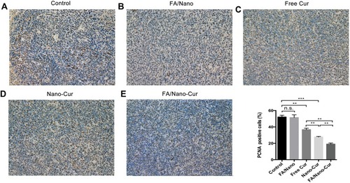 Figure 6 Effect on tumor proliferation. PCNA staining positive cells percentage in Control group (A), FA/Nano group (B), Free Cur group (C), Nano-Cur group (D) and FA/Nano-Cur group (E) (**P<0.01, ***P<0.001).