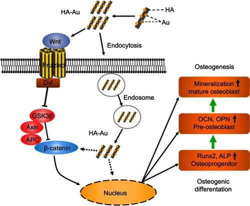 Scheme 1 Schematical illustration showing the possible molecular mechanism for enhanced osteogenesis by HA-Au nanoparticles by activation of Wnt/β-catenin signaling pathway as well as internalization into the hMSCs.Abbreviations: HA-Au, gold nanoparticles-loaded hydroxyapatite; hMSCs, human bone marrow-derived mesenchymal stem cells.