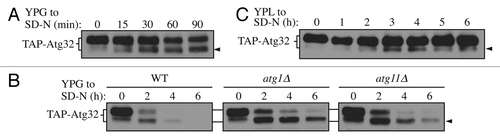 Figure 1. Atg32 undergoes starvation-dependent processing. (A) Cells expressing TAP tagged Atg32 under the control of the GAL1 promoter (KWY100) were cultured in YPG to mid-log phase and shifted to SD-N for the indicated times. TAP-Atg32 was monitored by immunoblotting with an antibody that recognizes PA. The arrowhead here and in the following panels indicates the processed band. (B) Cells expressing GAL1 promoter-driven TAP-Atg32 in wild-type (WT; KWY100), atg1∆ (KWY101), and atg11∆ (KWY104) backgrounds were cultured in YPG to mid-log phase and shifted to SD-N for the indicated times. (C) Cells expressing endogenous promoter-driven TAP-Atg32 in a WT background (KWY139) were cultured in YPL to mid-log phase and shifted to SD-N for the indicated times.