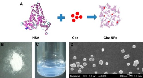 Figure 1 Physicochemical characterization of Cbz-NPs.Notes: (A) A schematic diagram of Cbz-NPs preparation. (B) Lyophilized NPs. (C) NPs redissolved in saline. (D) SEM image of Cbz-NPs.Abbreviations: Cbz-NPs, cabazitaxel-loaded human serum albumin nanoparticles; HSA, human serum albumin; SEM, scanning electron microscopy.