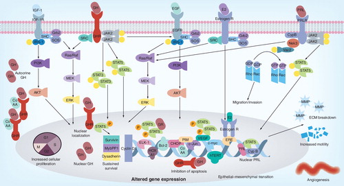 Figure 2. Oncogenic signaling by growth hormone and prolactin.GH and PRL signaling via Jak2 mediate many of the downstream responses through phosphorylation of STAT transcription factors, MAP kinases and other kinase cascades. STAT5 and STAT3 are major contributors to the downstream signaling and upregulate key proliferative genes. In PRLR-mediated signaling the phosphorylation of Vav2 (a guanosine nucleotide exchange factor that stimulates the Rho/Rac protein family) by Nek3 allows it to enhance the activity of Rac responsible for enhanced motility and invasion. The somatotrophic effects of GH are mediated by IGF-1 and its receptor (IGF-1R) serves as a potent proliferative signaling system that stimulates cell growth and promotes cell survival. The proliferative actions of IGF-1 are mediated by the association of receptor tyrosine kinase with SHC, Grb2 and SOS that activate the Ras and MAPK cascade (Raf, Mek and Erk1/2). This cascade culminates in activation of Elk-1 and other transcription factors. The anti-apoptotic effects are mediated by the phosphorylation of IRS-1 via the PI3K pathway resulting in the activation of Akt and mTOR. A cell exhibiting upregulation of these key signaling molecules or lack of a negative feedback has increased mitogenic potential with inhibition of apoptotic pathways. GHR nuclear localization, a function of highly proliferative cells, can promote in tumorigensis via the Jak2/STAT5 pathway together with CoAA, dependent on autocrine GH. This results in dysregulation of expression of survivin, dysadherin and Mybbp1a – genes associated with tumorigenesis. PRL can also be translocated into the nucleus by binding to CypB, which enhances the STAT5 DNA-binding activity and prolactin-induced STAT5-mediated gene expression. Autocrine GH increases cell proliferation (via HoxA1, TFF3, Jak/STAT, MAPK, Cyclin D1, c-myc, hTERT), survival (via TFF3, Bcl2, CHOP, Jak/STAT) and migration/invasion/EMT (via TFF3, MMP, γ-catenin) and angiogenesis (TFF3, VEGF) by differential regulation of bracketed genes. estrogen receptor, androgen receptor and EGFR upregulated by GH signaling (Figure 1) also contributes to tumor promotion by genomic and plasma membrane actions.ECM: Extracellular matrix; GH: Growth hormone; GHR: Growth hormone receptor; PRL: Prolactin.