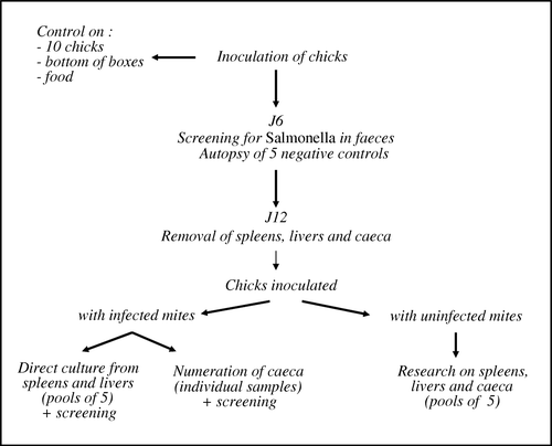 Figure 1.  Experimental protocol.