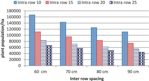 Figure 3. Cotton population densities in response to inter-row spacing under different intra rows.