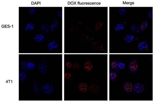 Figure 6 CLSM images of GES-1 and 4T1 cells incubated with DOX-HA-MSNs for 4 h (DOX equivalent dose: 5 μg/mL). Images from left to right show cell nuclei stained by DAPI (blue), DOX fluorescence in cells (red) and the merged overlap of the two images.
