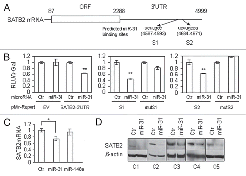 Figure 5 SATB2 is a direct target of miR-31. (A) Schematic representation of SATB2 mRNA and the positions of two predicted miR-31 binding sites (S1 and S2) in the 3′UTR. (B) Luciferase activity in HeLa cells after transfection with 1.9 kb SATB2 3′UTR reporter construct containing two binding sites and miR-31 (left part). Ctr, non-targeting control; EV, empty pMIR-Report vector. MiR-31 targets each of the binding sites, S1 (middle part) and S2 (right part) when cloned separately in the pMIR-Report vector. The effect of miR-31 was eliminated by mutations in its binding sites. The experiments were repeated at least three times with similar results, and the representative experiment is shown. (C) Quantitative RT-PCR of SATB2 transcript after overexpression of miR-31 or non-targeting control in CAFs. MiR-148a has been used as additional negative control. The results are mean values of relative mRNA levels normalized to beta-actin ± SEM. From at least three experiments. p-values were obtained by paired t-tests (*p < 0.01). (D) Western blot analysis of SATB2 protein downregulation in five pairs of CAFs after overexpression of miR-31. Endometrial CAFs were transfected with non-targeting control or miR-31 mimic, and three days later cells were collected for western blotting.
