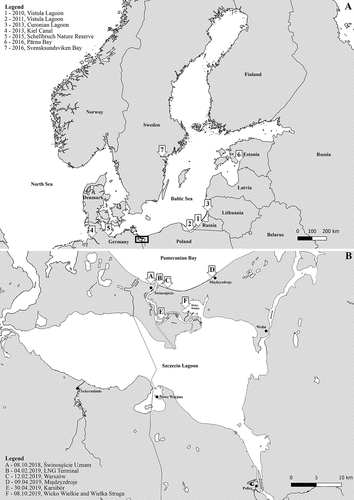 Figure 1. Range of Rangia cuneata populations in the Baltic Sea since 2010 and recent location of sightings in the Pomeranian Bay and the Oder River estuary. References for observations are listed in the Table I.