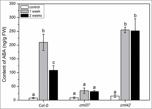 Figure 2. ABA level in Arabidopsis WT (Col-0), cml37 and cml42 knock-out plants upon drought treatment. Mean content (± SE, n = 6) of ABA in Col-0, cml37 and cml42 plants. ABA content was analyzed in untreated plants (white), and plants subjected to 1 week (gray) and 2 weeks of drought treatment (black). ABA was measured from the whole plant rosette. Statistically significant differences between treatments were analyzed by One Way ANOVA (P < 0.05, SNK test).