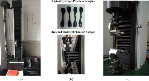 Figure 9. Elastic parameters test experiments with universal tensile testing machine. (a) Universal tensile testing machine. (b) Original and stretched hydrogel phantom samples. (c) Stretched rubber bands.