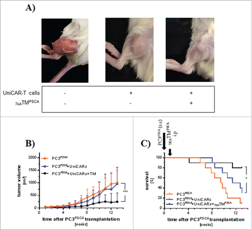 Figure 2. The UniCAR platform mediates tumor growth inhibition and prolongs survival of small tumor bearing NSG mice. Three to 4 weeks after iv injection of 1 × 106 UniCAR-T cells, mice were sc transplanted with 1 × 106 PC3PSCA tumor cells. A separate group received only 1 × 106 PC3PSCA tumor cells. One week later 250 ng 7KATMPSCA/g bw was ip injected bid for 7 consecutive days in the study cohort. Tumors were measured 2−3 times weekly with a digital caliper. Mice were killed when predefined end points were met. (A) Representative pictures of tumors from all 3 groups at the end of the experiment. (B) Tumor volume ± SD during the observation period of 13 weeks (last observation carried forward method). The tumor volume at the start of treatment did not differ significantly among the groups (PC3PSCA: 39.2 ± 13.3 mm3, PC3PSCA + UniCAR: 33.7 ± 17.8 mm3were PC3PSCA + UniCAR + 7KATMPSCA: 45.9 ± 36.2 mm3) (C) Kaplan-Meier plot for the treatment groups associated with survival. Data are pooled from 2 independent experiments with individual donors, n = 10 (*p < 0.05, ***p ≤ 0.001).